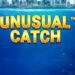 slot Unusual Catch